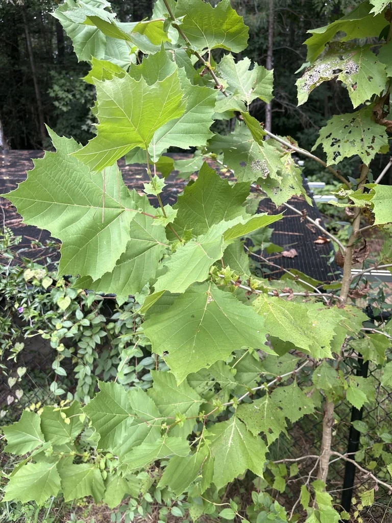 Platanus Occidentalis