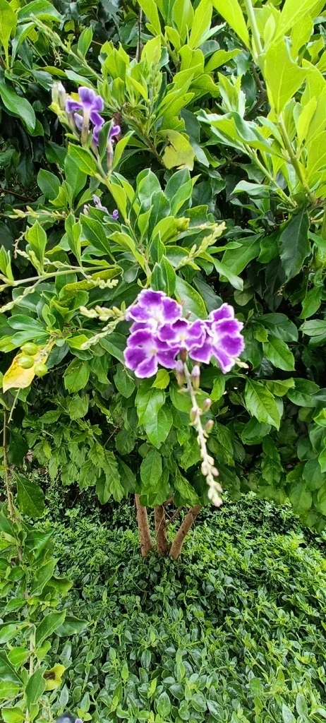 Duranta Erecta