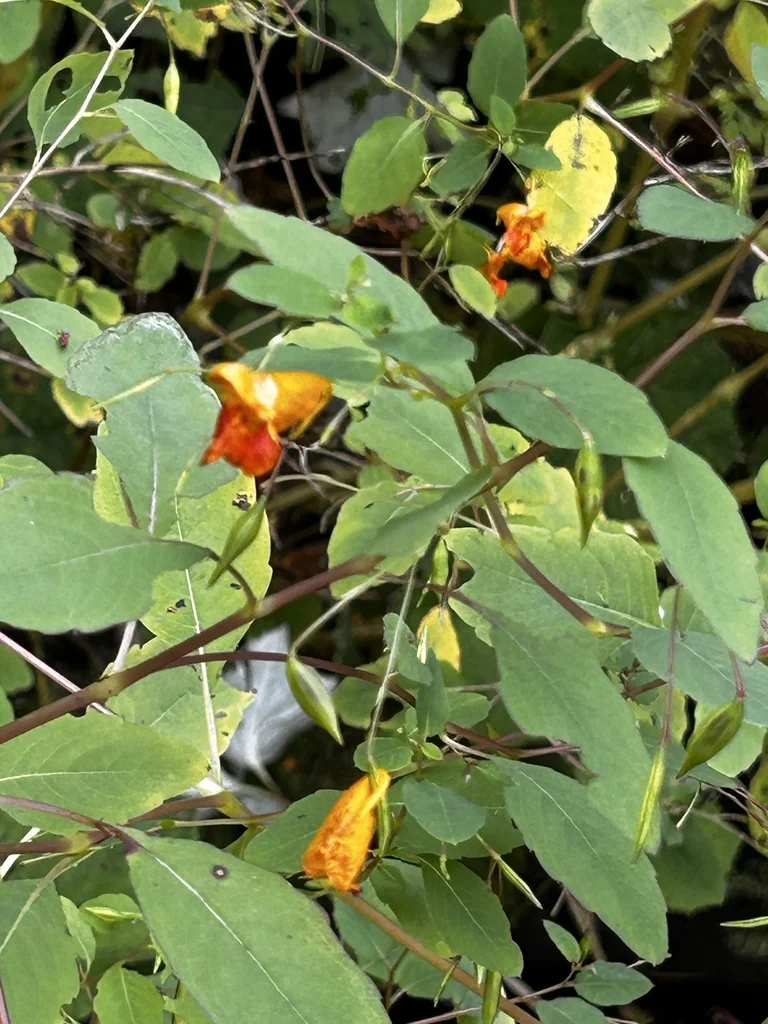 Impatiens Capensis