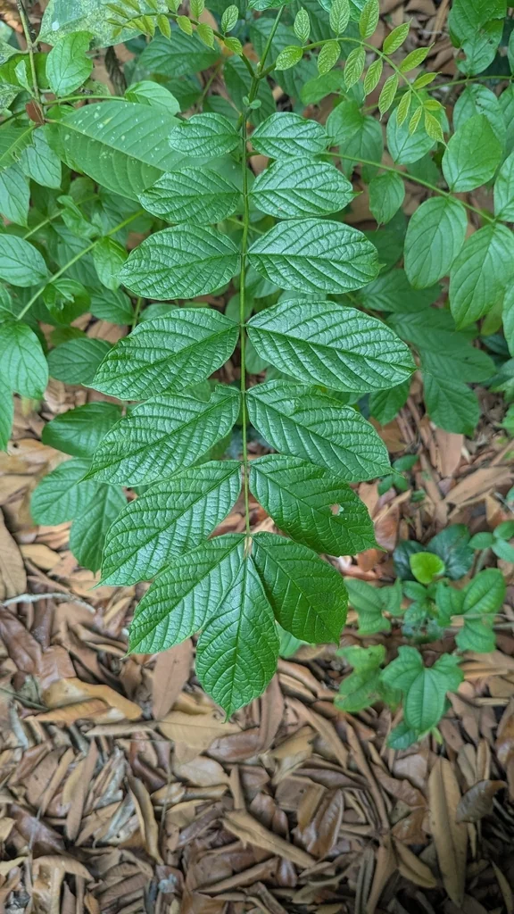 Spathodea Campanulata