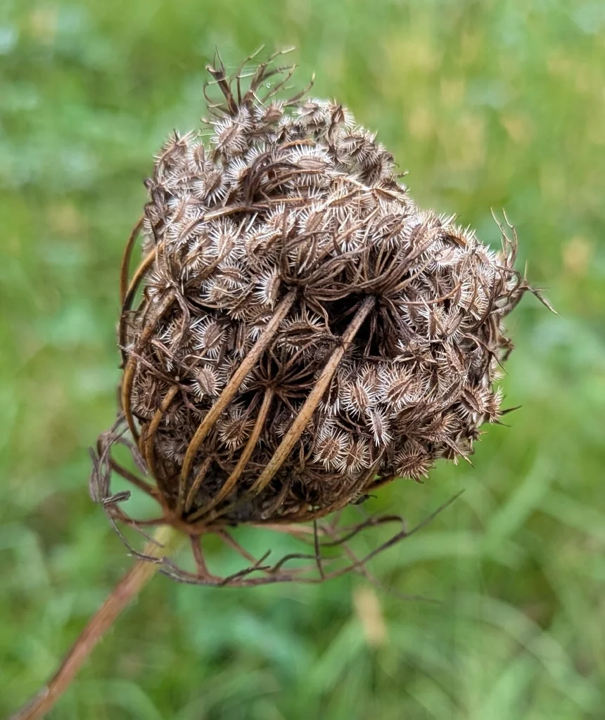 Daucus Carota