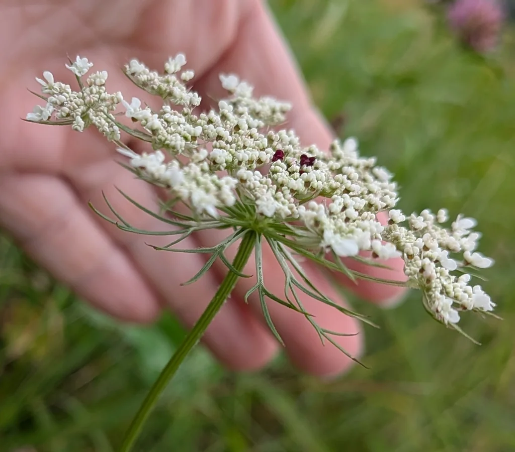 Daucus Carota