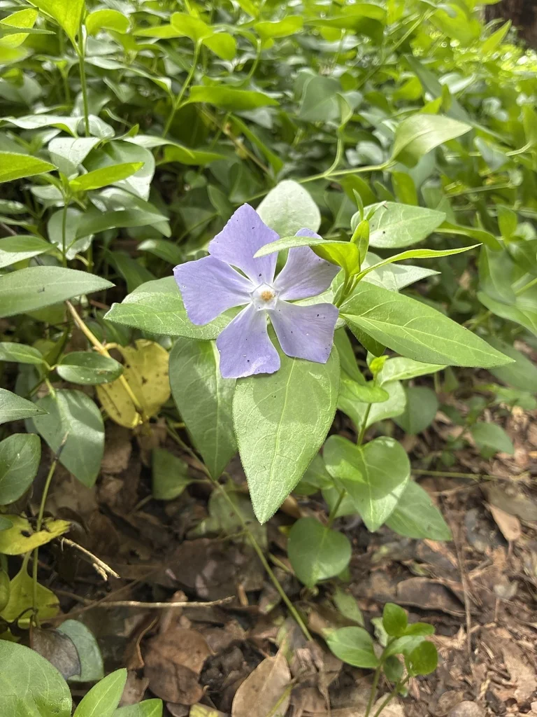 Vinca major