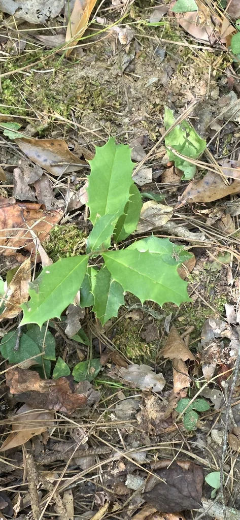 Ilex Opaca