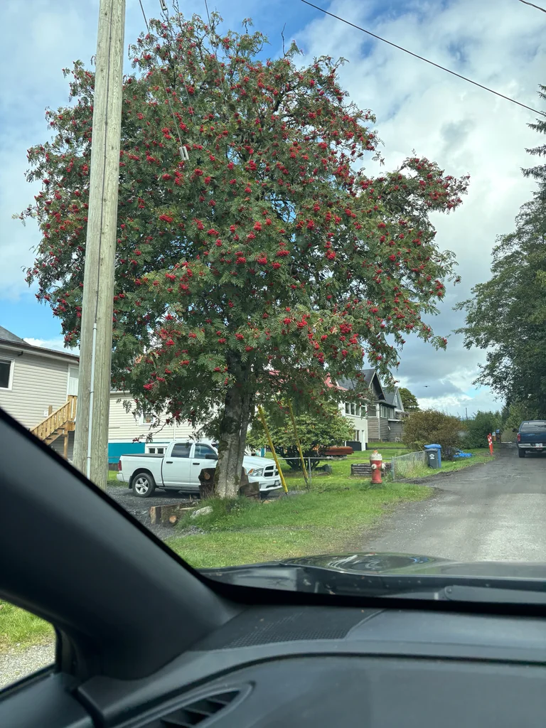 Sorbus Aucuparia