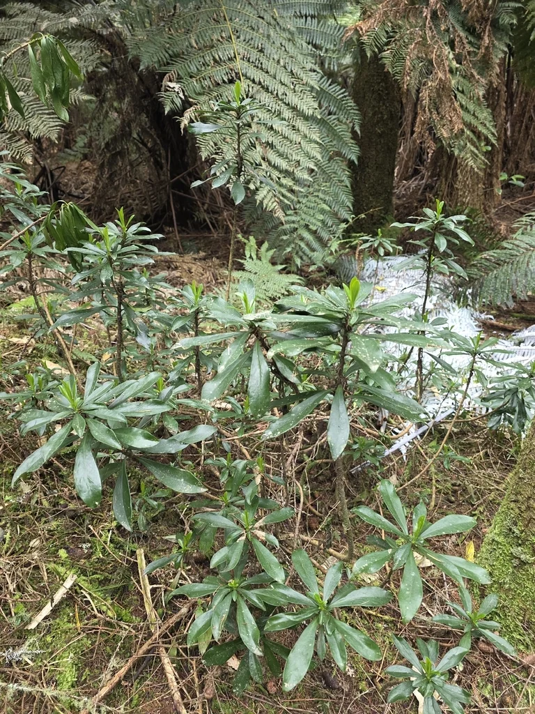 Daphne Laureola