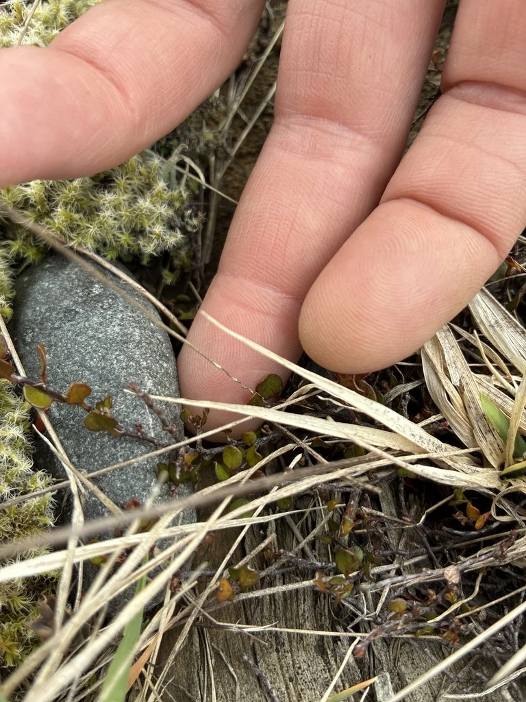 Muehlenbeckia axillaris