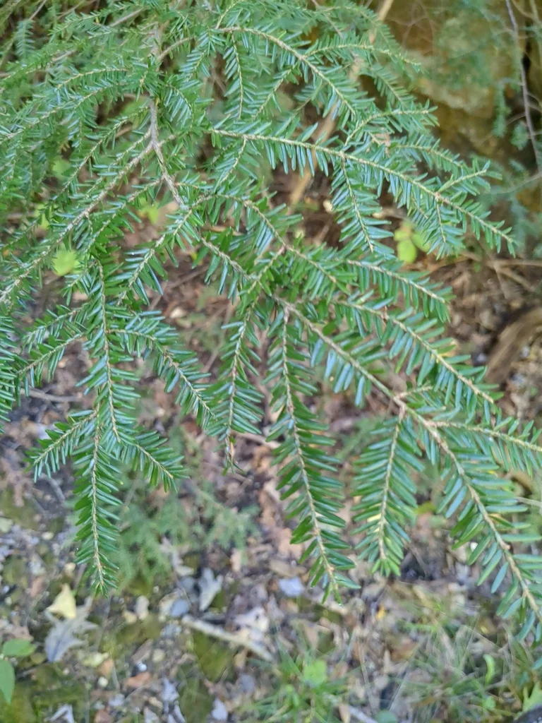Tsuga Canadensis
