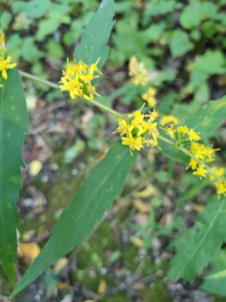 Solidago Caesia
