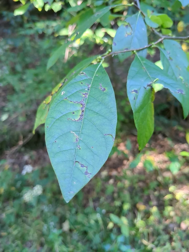 Lindera Benzoin