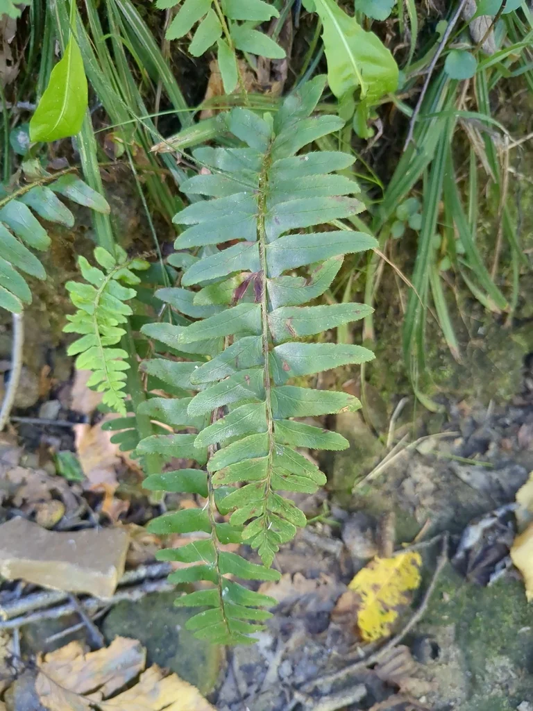 Polystichum Acrostichoides
