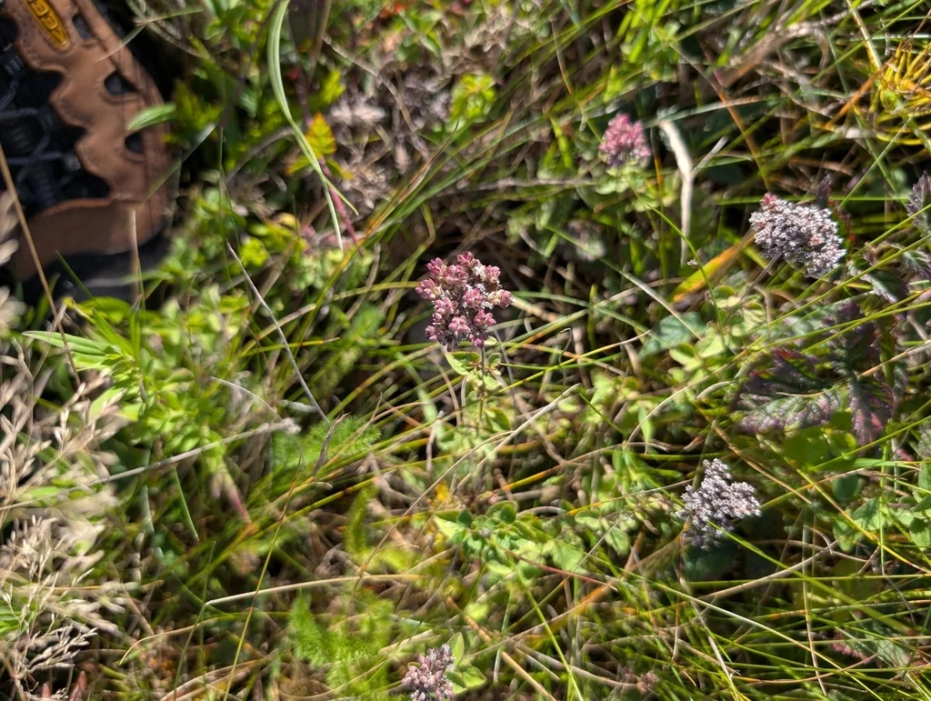 Origanum Vulgare