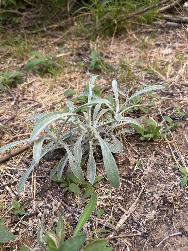 Pseudognaphalium Microcephalum