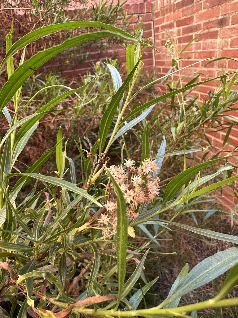 Baccharis Salicifolia