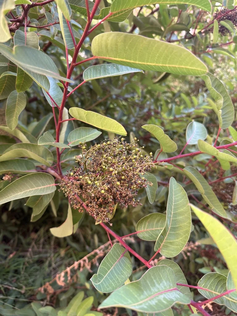 Malosma Laurina