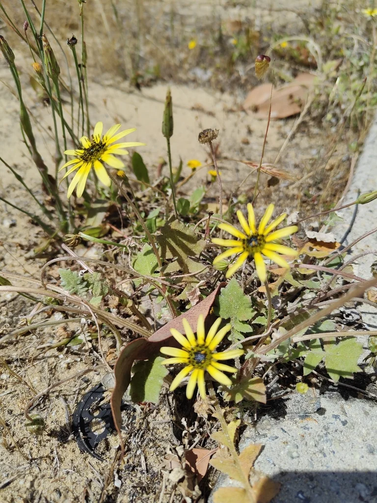 Arctotheca Calendula