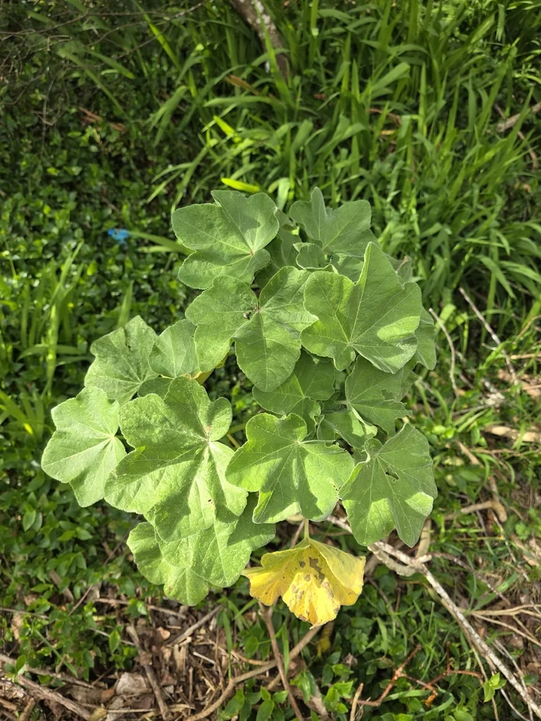 Lavatera Arborea