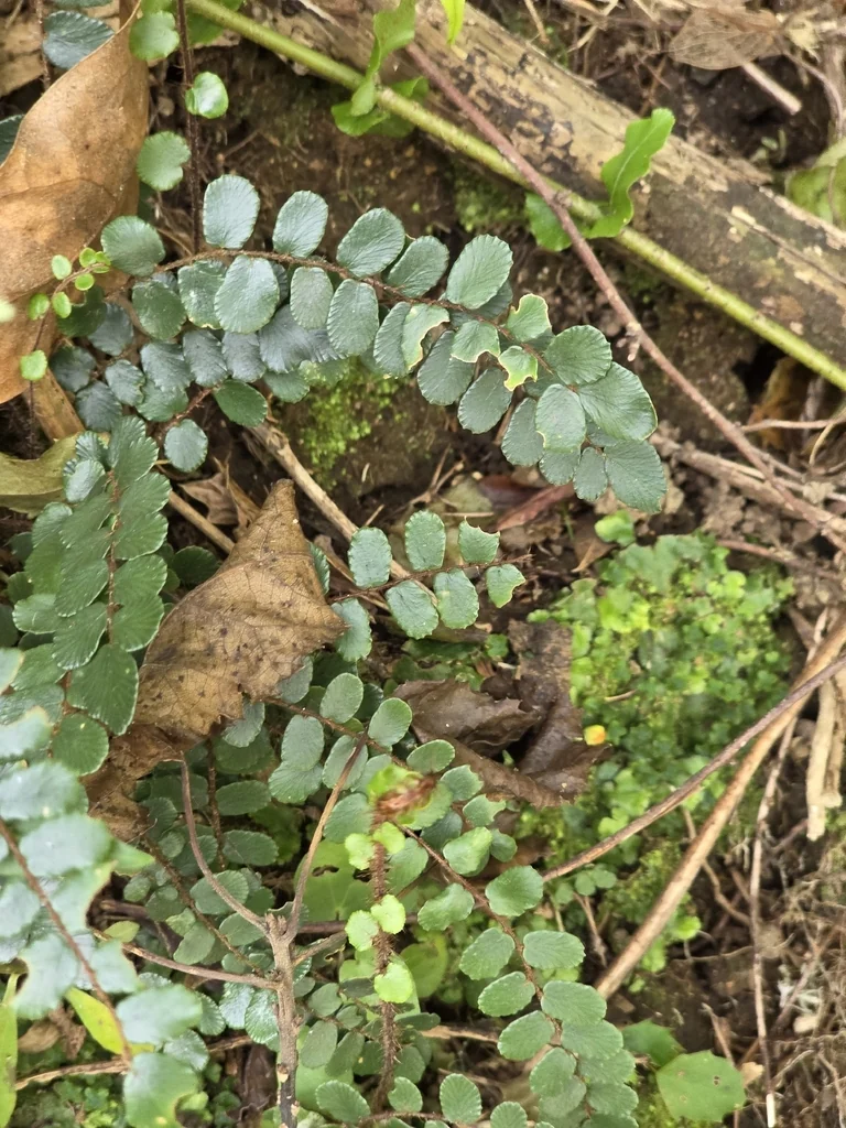 Pellaea Rotundifolia