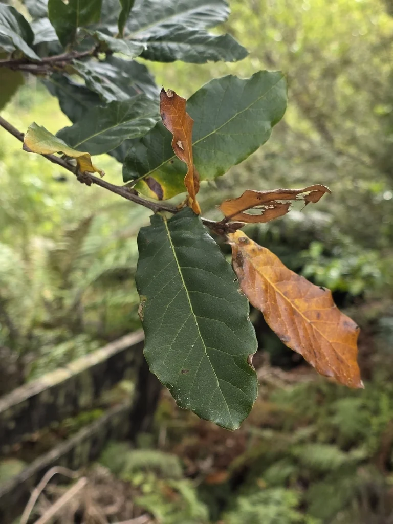 Quercus Ilex