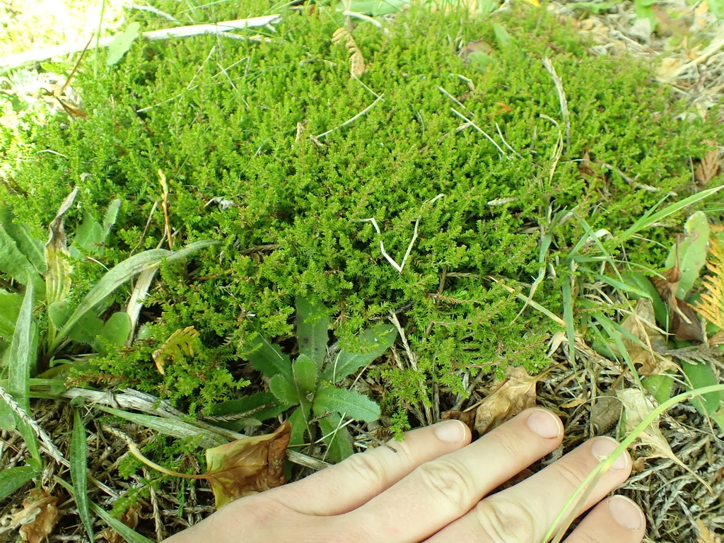 Calluna Vulgaris