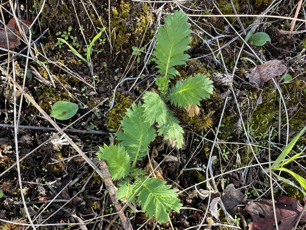 Geum Triflorum