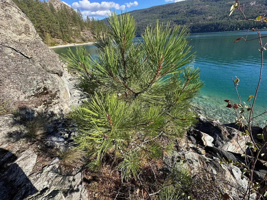 Pinus Ponderosa