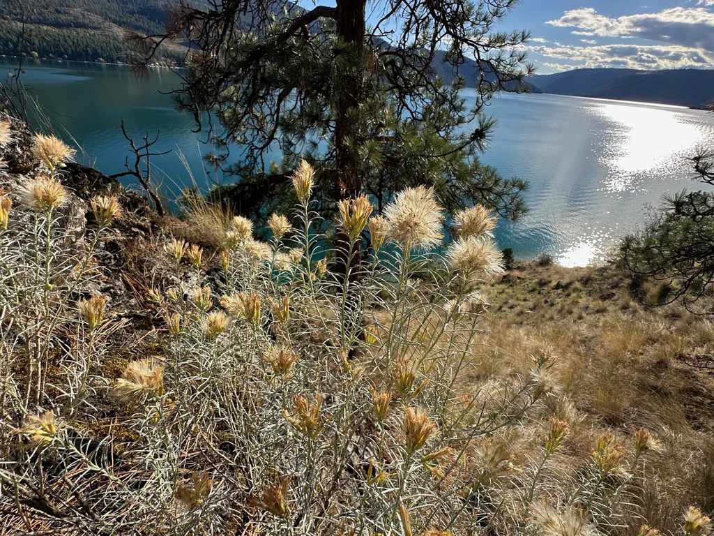 Chrysothamnus Nauseosus