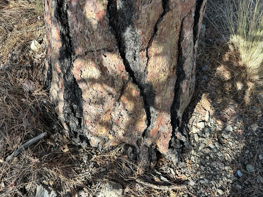 Pinus Ponderosa