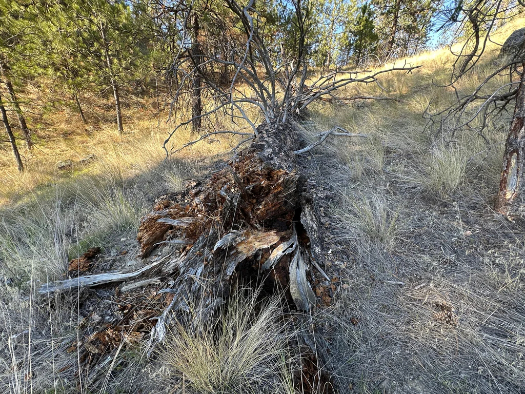Pinus Ponderosa