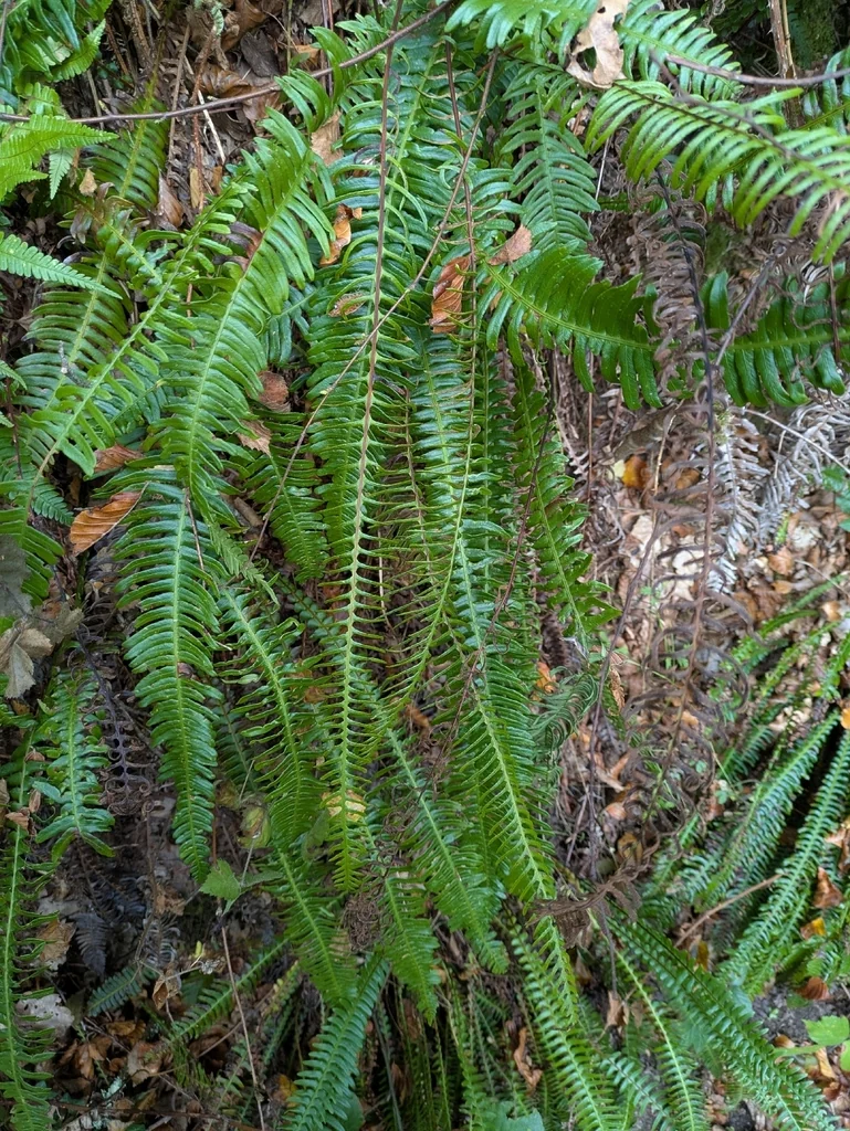 Blechnum Spicant