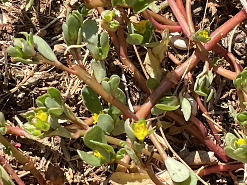 Portulaca oleracea