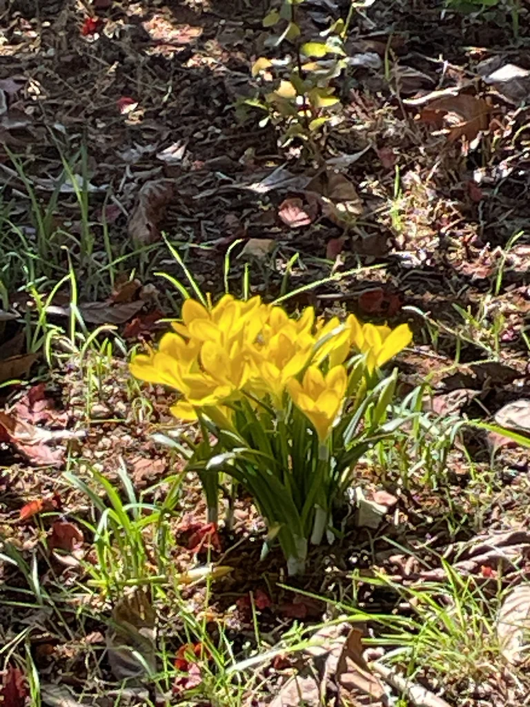 Sternbergia lutea