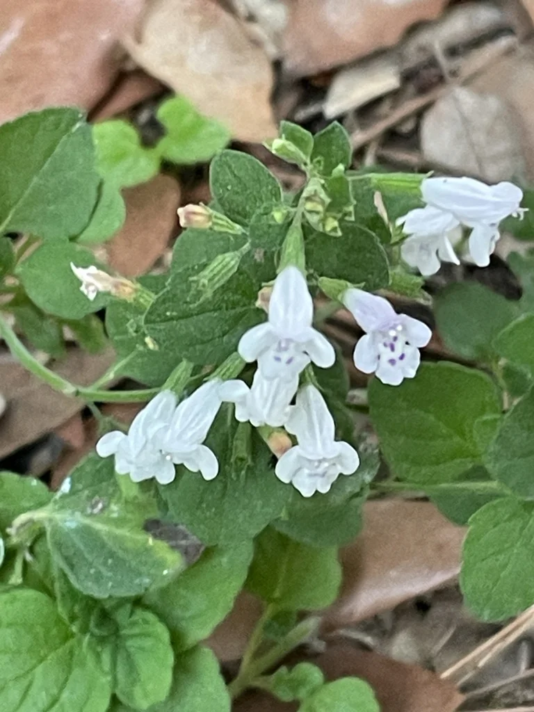 Calamintha Nepeta