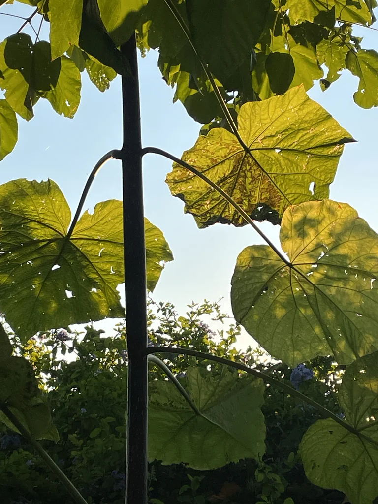 Paulownia Tomentosa