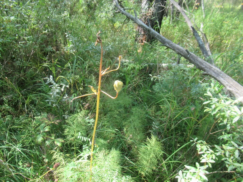 Lilium Martagon
