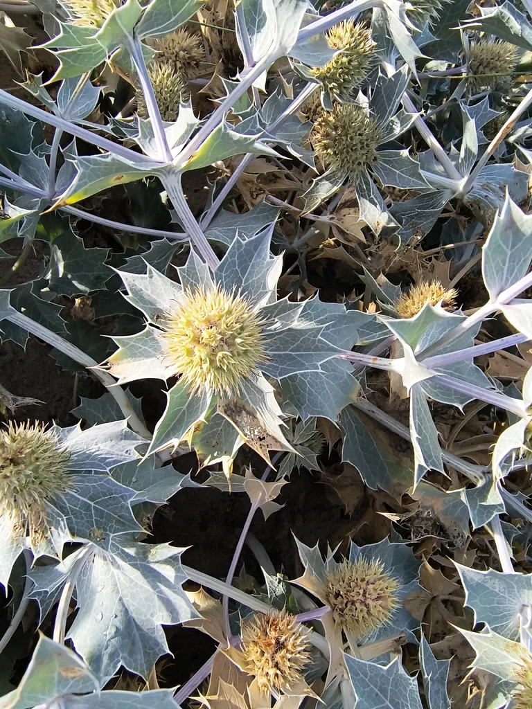 Eryngium Maritimum