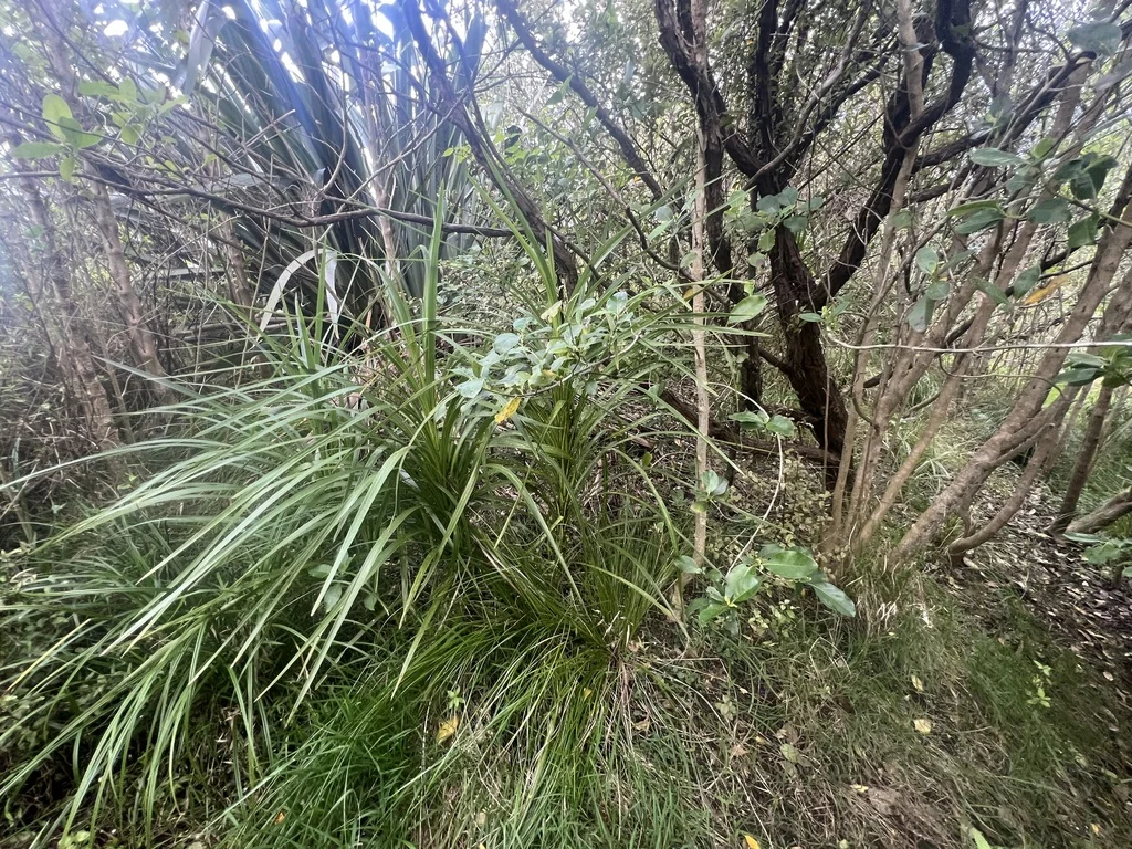 Cordyline australis