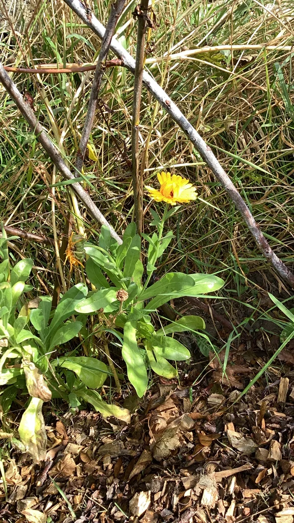 Calendula Officinalis