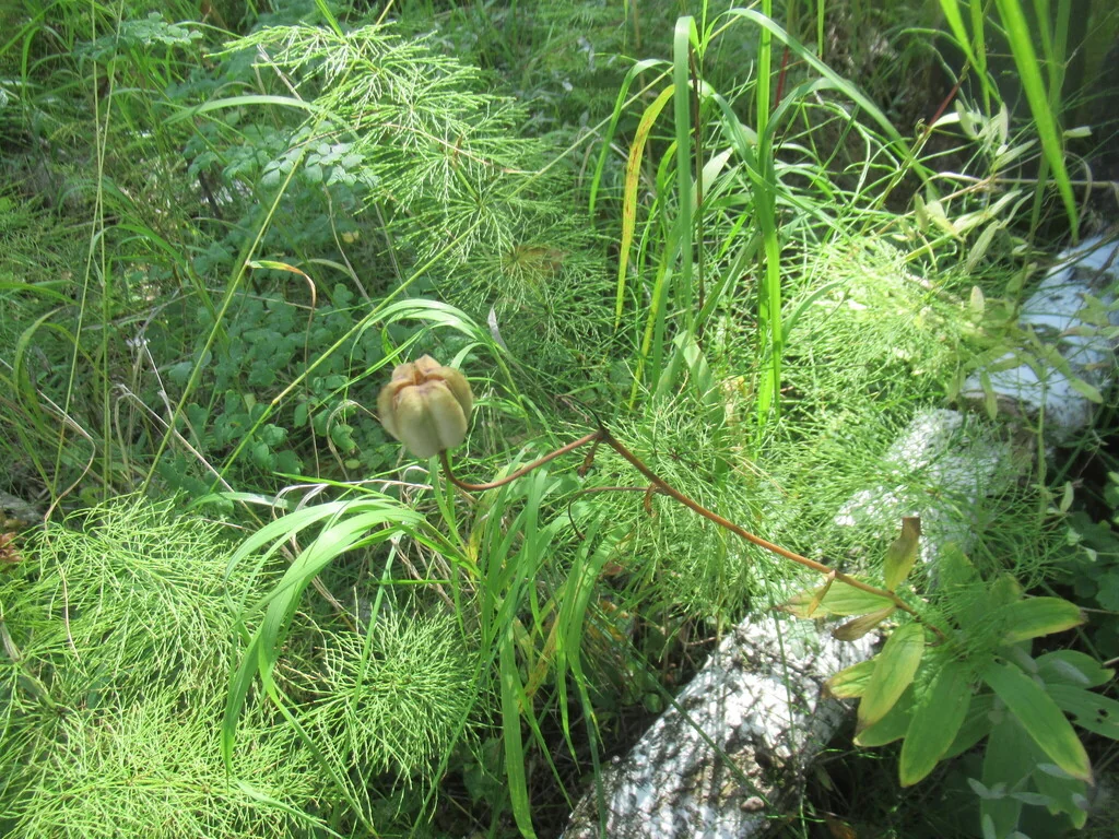 Lilium Martagon