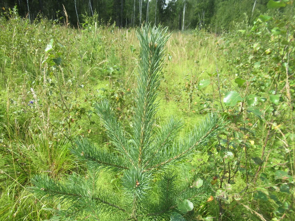 Pinus Sylvestris