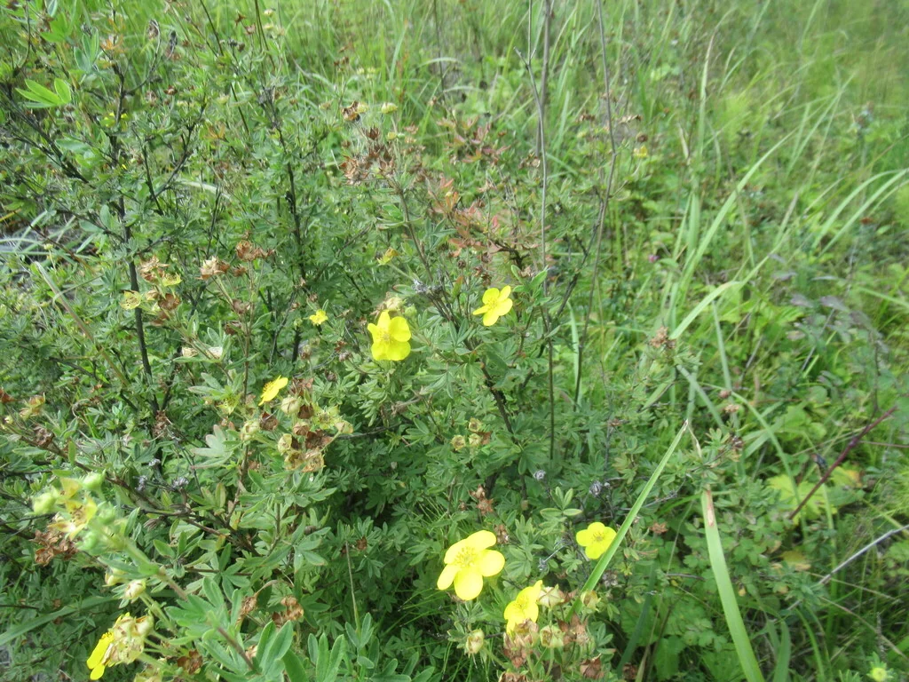 Potentilla fruticosa