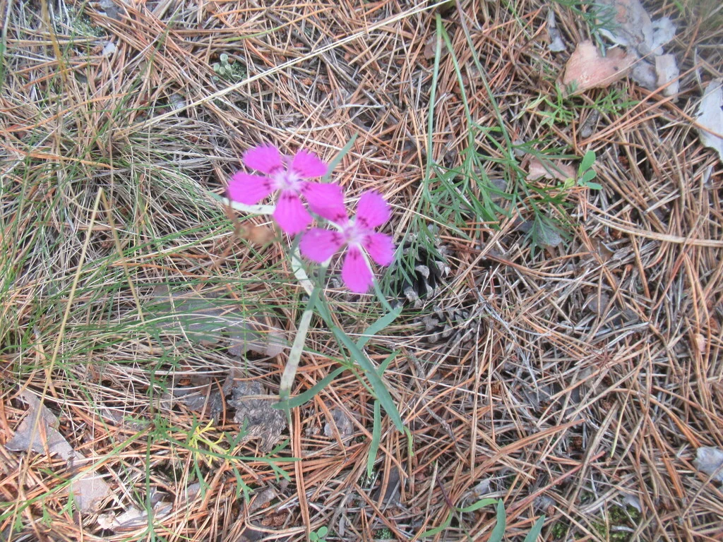 Dianthus Chinensis