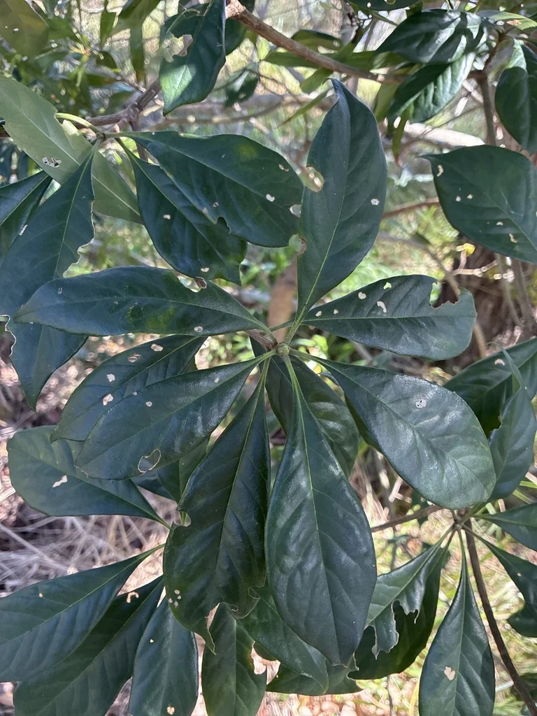 Hymenosporum Flavum