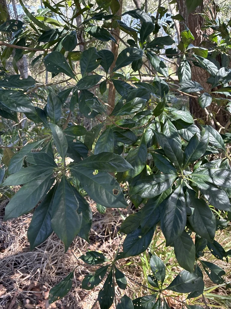 Hymenosporum Flavum