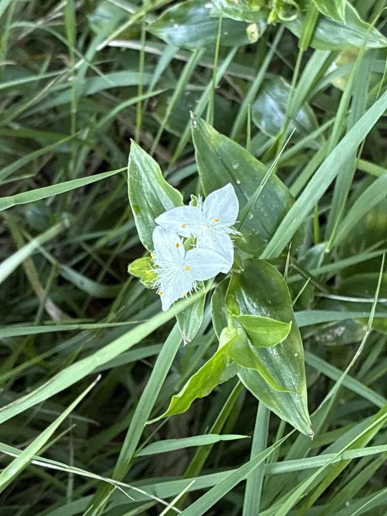 Tradescantia fluminensis