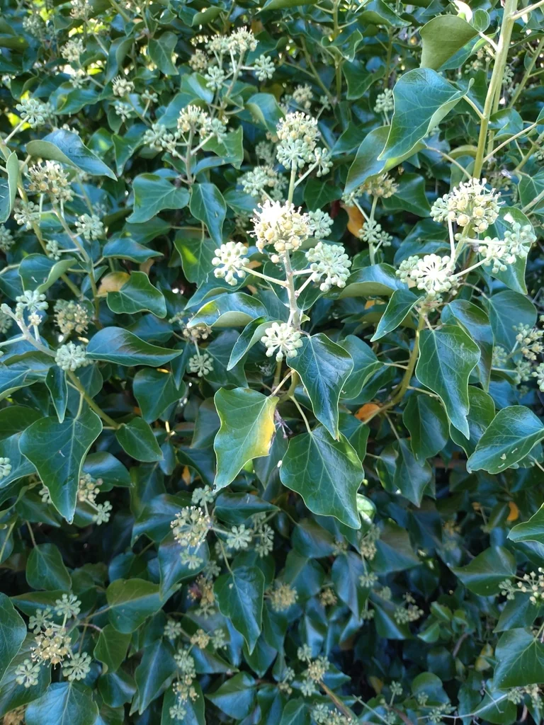 Hedera helix