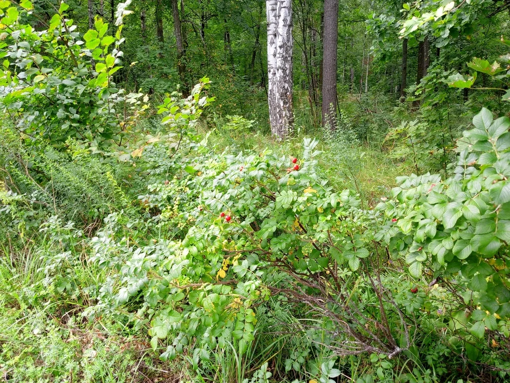 Rosa Rugosa