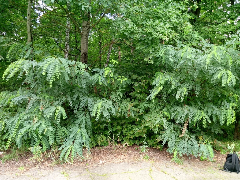 Robinia Pseudoacacia