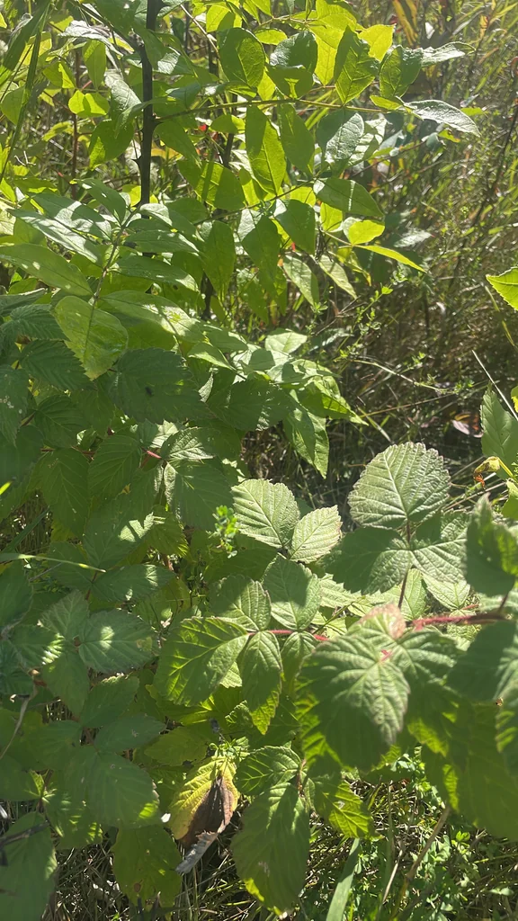 Rubus Idaeus