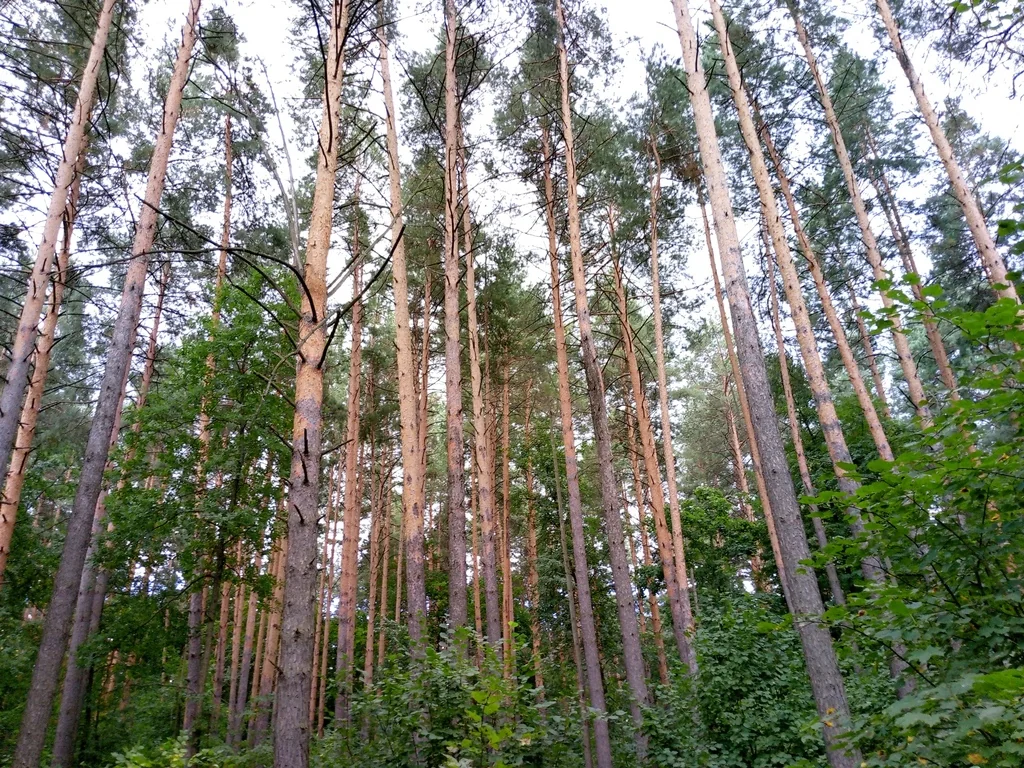 Pinus Sylvestris
